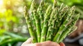 Fresh asparagus bunch held in hand, selective focus on asparagus with copy space Royalty Free Stock Photo