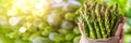 Fresh asparagus selection hand holding bunch on blurred background with copy space Royalty Free Stock Photo