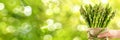 Fresh asparagus selection held in hand against blurred background with copy space Royalty Free Stock Photo