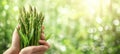Fresh asparagus selection held in hand with blurred background, copy space available Royalty Free Stock Photo