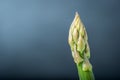 Fresh asparagus shoot over dark background Royalty Free Stock Photo