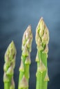 Fresh asparagus shoot over dark background Royalty Free Stock Photo