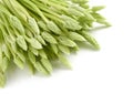 Fresh Asparagus Spears on White Background Royalty Free Stock Photo