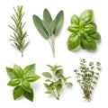 Fresh assortment of aromatic culinary herbs displayed against a white background Royalty Free Stock Photo