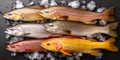 Fresh Assortment of Diverse Trout on Ice, Showcasing Vibrant Colors and Unique Patterns Royalty Free Stock Photo