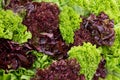 Fresh assortment of green and purple lettuce Royalty Free Stock Photo
