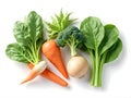 Fresh Assortment of Root and Leafy Green Vegetables Royalty Free Stock Photo