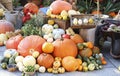 Halloween pumpkin. Fresh assortment of vegetables. Composition of colorful vegetables in harvest time