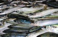 Fresh Atlantic chub mackerel fish and sardines Royalty Free Stock Photo