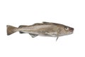 Fresh atlantic cod fish Royalty Free Stock Photo