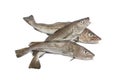 Fresh atlantic cod fishes Royalty Free Stock Photo