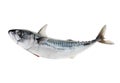 Fresh atlantic mackerel isolated on white Royalty Free Stock Photo