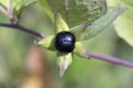 Fresh Atropa Belladonna berry close up Royalty Free Stock Photo