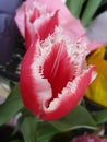 Fresh attractive sweet tulip flower closeup shot on display