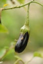 Fresh aubergine on vegetable garden