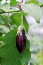 Fresh aubergine on vegetable garden