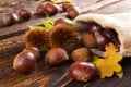 Fresh autumn chestnuts in burlap. Royalty Free Stock Photo