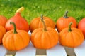 Pumpkins harvest in the garden Royalty Free Stock Photo