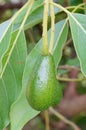 Fresh avacado and leaf