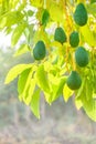 Fresh avocado fruits brightly lit growing on tree branches on a garden Royalty Free Stock Photo