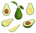 Fresh avocado illustration set. Stock vector. Whole avocado with leaves, half and slice avocado.