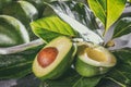 Fresh avocado with avocado tree leaves. Close up Royalty Free Stock Photo