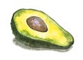 Fresh avocado. Watercolor illustration