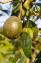 Fresh avocados growing on tree Royalty Free Stock Photo