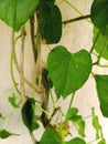 Fresh and ayurvedic giloy herbal leaves