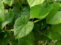 Fresh ayurvedic herb giloe leaves and stem Royalty Free Stock Photo