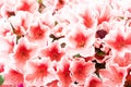 Azalea flower. High angle view of coral colored azalea flower. Spring blossom blooming. Selective Focus on colorful plants