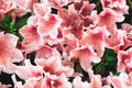 Azalea flower. High angle view of coral colored azalea flower. Spring blossom blooming. Selective Focus on colorful plants