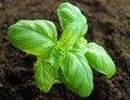 Fresh baby basil Royalty Free Stock Photo