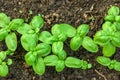 Fresh baby basil sprouted in the ground. Royalty Free Stock Photo