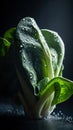 Fresh baby Bok Choy chinese cabbage on dark background