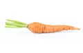 Fresh baby carrot isolated on white background with clipping path Royalty Free Stock Photo