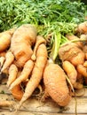 fresh baby carrot Royalty Free Stock Photo