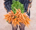 Fresh baby carrots from the farm on hand