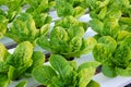 Fresh baby cos lettuce Royalty Free Stock Photo