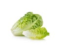 Fresh baby cos lettuce on white background