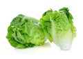 Fresh baby cos (lettuce) Royalty Free Stock Photo