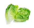 Fresh baby cos (lettuce) Royalty Free Stock Photo