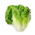 Fresh baby cos lettuce on white background Royalty Free Stock Photo