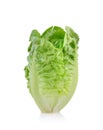 Fresh baby cos lettuce on white background Royalty Free Stock Photo