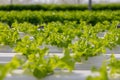 Fresh baby green leaf lettuce in farm Royalty Free Stock Photo