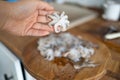 A fresh baby octopus is in the hands of a woman cleaning with clean water for cooking. Royalty Free Stock Photo