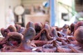 Fresh baby octopuses close up Royalty Free Stock Photo