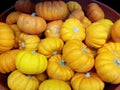 Fresh Baby Pumpkins