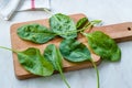 Fresh Baby Spinach Leaves on Wooden Board Royalty Free Stock Photo