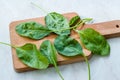 Fresh Baby Spinach Leaves on Wooden Board Royalty Free Stock Photo